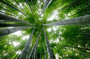 Bamboo-Tree