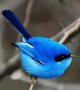 blue bird