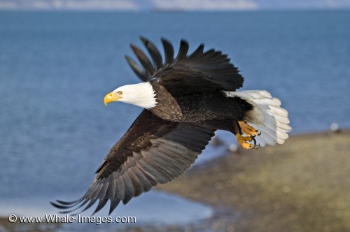 bald-eagle